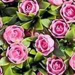 pink - 2pcs