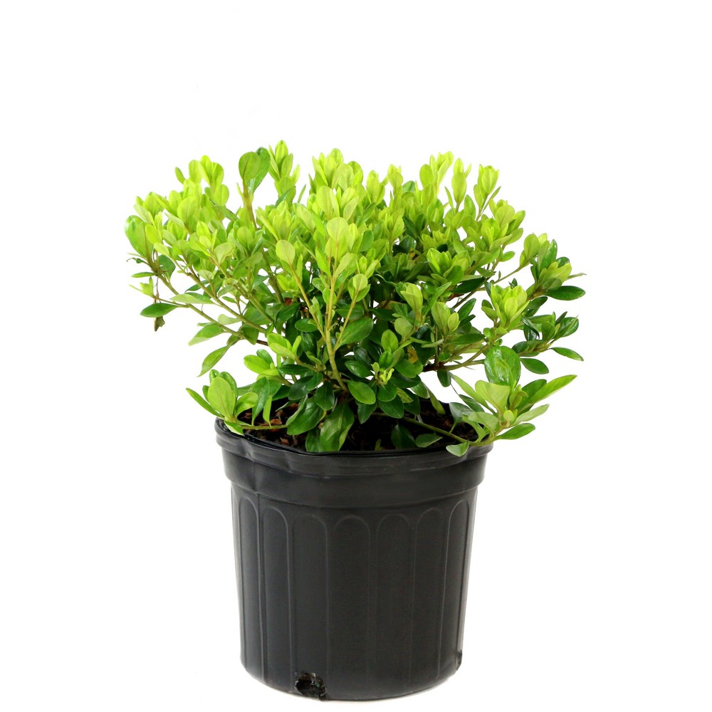Photos - Garden & Outdoor Decoration Azalea 'Formosa' 1pc U.S.D.A. Hardiness Zones 8-9 National Plant Network 2.25gal: Live Shrubs, Spring & Fall Blooms