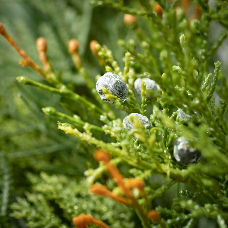 Artificial Mixed Pine & Juniper Wreath Green 24"H, 2 of 5