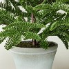 Potted Spruce Artificial Tree - Hearth & Hand™ with Magnolia - 3 of 4