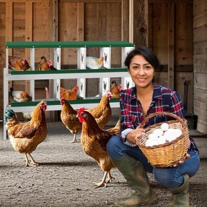 GustoWave  Chicken Nesting Box Nesting Boxes - 1 of 4