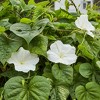 Burpee Moonflower Giant White Flower Seeds - 3 of 4