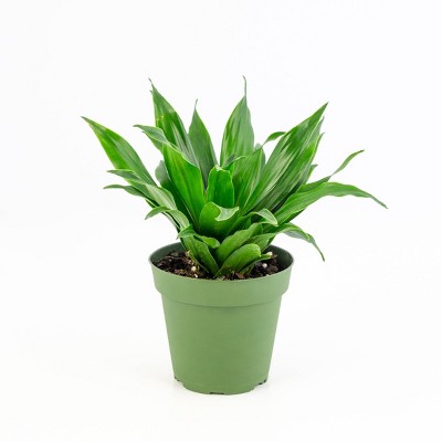 3pc 'Janet Craig Compacta' Dracaena - National Plant Network