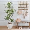 MaseiKar Artificial Dracaena Plants Indoor, 5 ft Faux Tropical Floor Plants Indoor, Tall Fake Yucca Silk Tree in Pot, Artificial Trees for Home Decor - 2 of 4