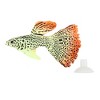 Unique Bargains Aquarium Glowing Decoration Artificial Fish Ornament with Suction Cup Yellow Orange 1 Pcs - 3 of 4