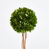 Plum & Post Boxwood Single Sphere Topiary Drop-In 24" - 2 of 4