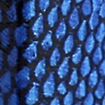 blue snake