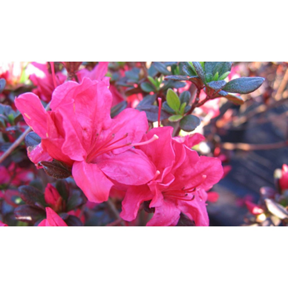 Photos - Garden & Outdoor Decoration 2.5qt Hinode Giri Azalea Plant with Pink Blooms - National Plant Network
