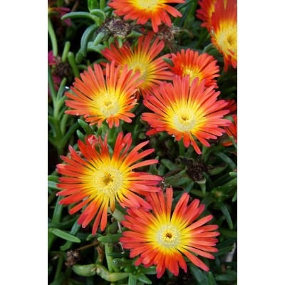 3pc Delosperma Fire Wonder - National Plant Network