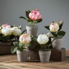 Sullivans Artificial 6" Potted Rose Crate of 12 - 3 of 4