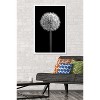 Trends International Tom Quartermaine - Black and White Dandelion Framed Wall Poster Prints - 2 of 4