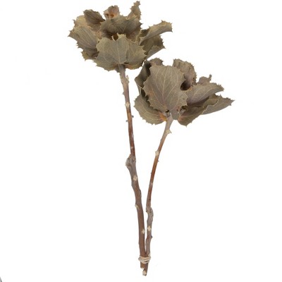 Vickerman Natural Botanicals 14" x 6" Queen Flower, Small 2 heads per unit