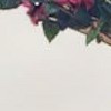 165cm bougainvillea tree