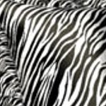 zebra stripe - black