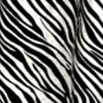 zebra stripe - black