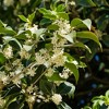 L'Erbolario Osmanthus Perfumed Body Cream - Body Cream for Dry Skin - 6.7 oz - 3 of 4