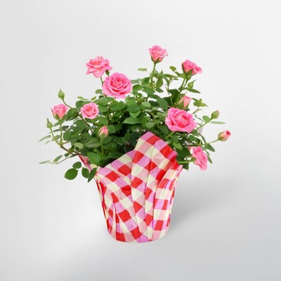4" Mini Roses Light Pink - Good Little Garden™