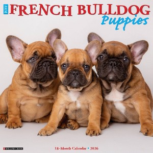 Willow Creek Press 2026 French Bulldog Puppies Wall Calendar - 1 of 4