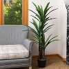Sullivans 4'8"Potted Dracaena Tree, Green - 3 of 4