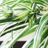 Floral Home 32" Wide Spider Plant with 60 Silk Fronds - 12-Piece - 3 of 4