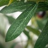 Sullivans Artificial 4' Potted Olive Tree 50"Tall, Polyester - 2 of 3