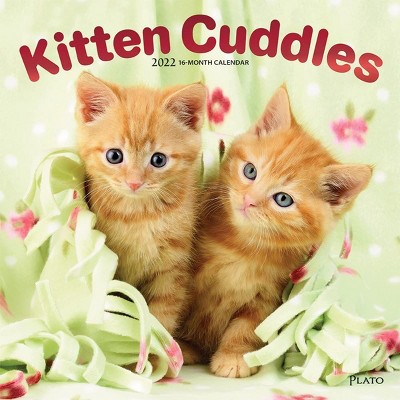 BrownTrout Publishers 2021 - 2022 Kittens Monthly Wall Calendar, 16 Month, Cat Animals Pet Cuddle Theme, 12 x 12 in
