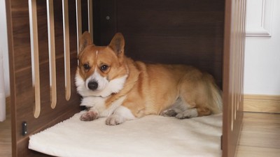 Medium Brown and White Wooden Dog Crate Table