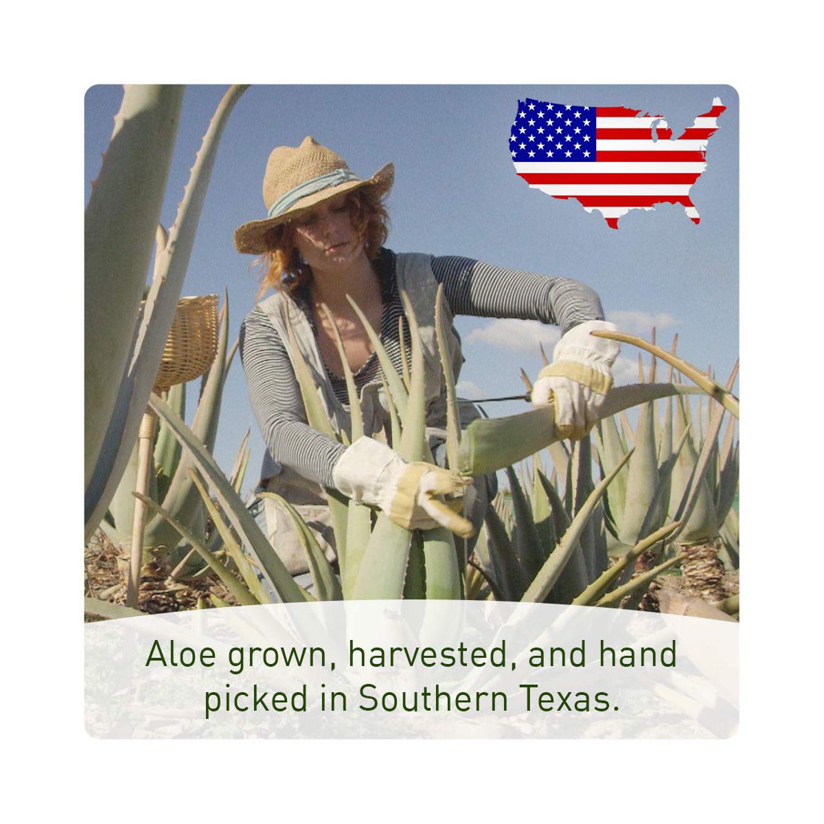 Seven Minerals, Organic Aloe Vera Spray for Body & Hair - From Freshly Cut Aloe Plant, Extra Strong, Easy to Apply, - Made in USA (Big 12 fl oz) - thumbnail 4