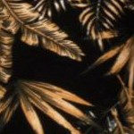 black camel leaf