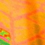 colorful leaves multicoloured