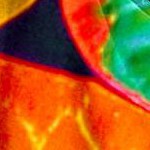 colorful leaves multicoloured