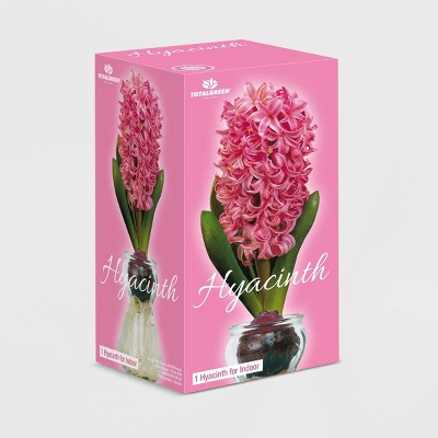 Fragrant Pink Hyacinth Bulb with Forcing Vase - National Plant Network