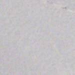 dr scholls fast flats target