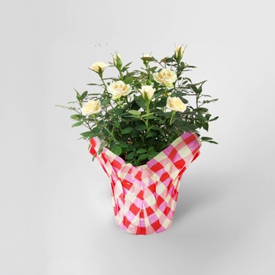 4" Mini Roses White - Good Little Garden™