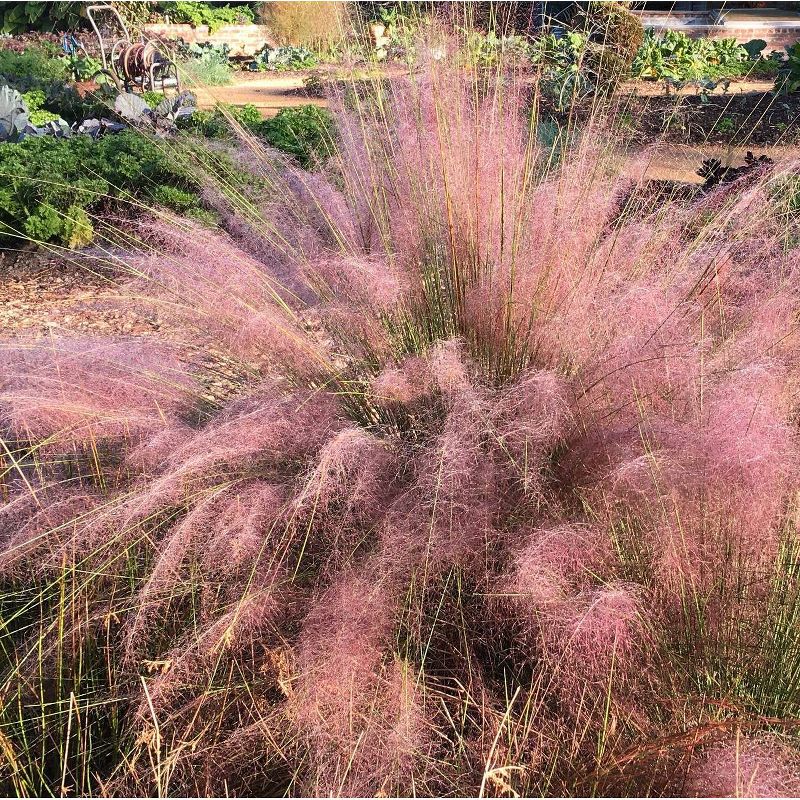 Van Zyverden Ornamental Grass Pink Muhly Dormant Potted Plant, 5 of 7