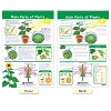 NewPath Learning All About Plants Bulletin Board Charts, Set of 5 - 3 of 4
