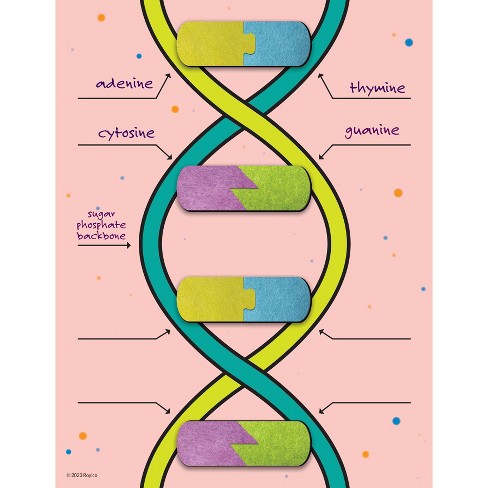 Roylco® DNA Builder, 9 Pieces - image 1 of 3