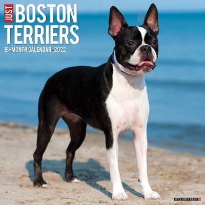 2022 Wall Calendar Just Boston Terriers - Willow Creek Press