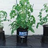 Active Aqua Root Spa 5 Gallon Hydroponic Bucket System Grow Kit (4 Pack) - 3 of 4