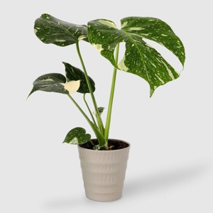 Live 5" Thai Constellation Plant - Good Little Garden™ - 1 of 4