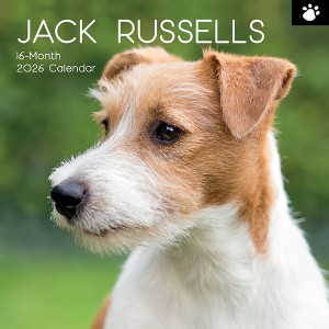 2026 Square Wall Calendar, Jack Russells, 16-Month Paw Prints Theme with 180 Reminder Stickers (12x12 In) - 1 of 4