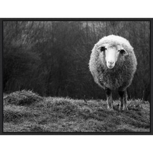 Amanti Art Wondering sheep by Ajven Canvas Wall Art Print Framed 24 x 18-in. - 1 of 4