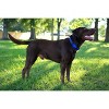 Country Brook Petz Heavy Duty Nylon Martingale Dog Collar with Deluxe Buckle - 30+ Vibrant Color Options - 4 of 4