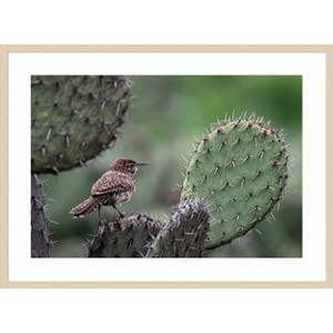 Amanti Art Cactus Wren on Cactus by Brandon Gregorius Wood Framed Wall Art Print - 1 of 4