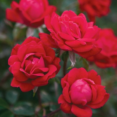 Van Zyverden 3ct Roots Roses The Knockout Double Red : Target