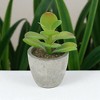 Unique Bargains Artificial Plants Mini Desert Rose in Pulp Plastic 3.15"x3.15"x4.13" 1Pcs - 2 of 4
