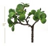 Floral Home 11" Portulacaria Afra Lifelike Succulent - 12-Piece - 2 of 2