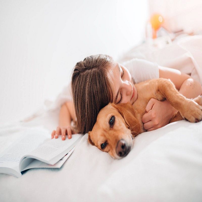 Basics Down Alternative Comforter - Pet Agree, 4 of 7