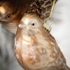 2"H Sullivans Christmas Brushed Gold Bird Ornaments Set of 2  Gold - 2 of 2