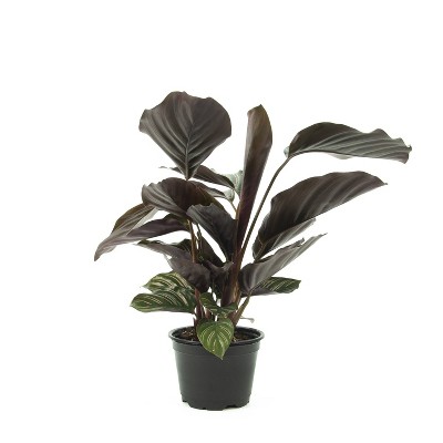4" Calathea 'Beauty Star' 3pc - National Plant Network